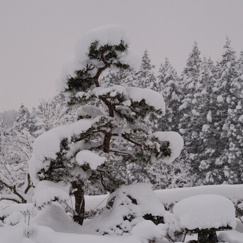 庭の冬の松の木の写真