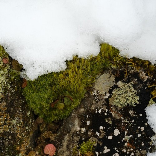 x-t4で撮影の庭の冬の自生しているイワヒバの写真