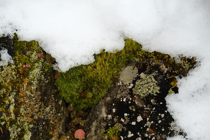 x-t4で撮影の庭の冬の自生しているイワヒバの写真