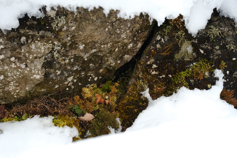 x-t4で撮影の庭の冬のイワヒバの風景写真