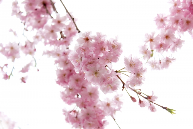 春風駘蕩のイメージ写真