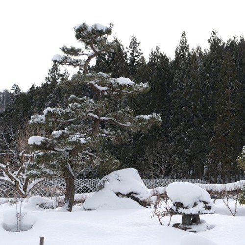 庭の松の冬の写真
