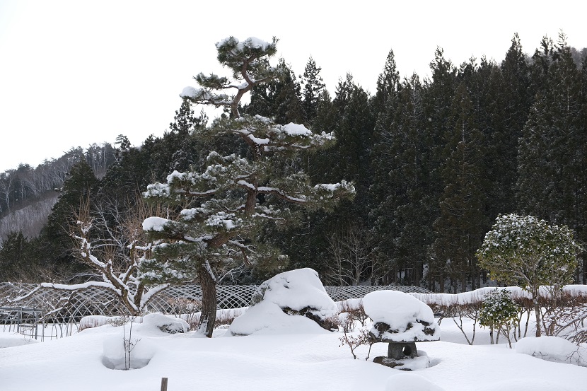 庭の松の冬の写真
