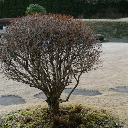 日本庭園の植木の写真
