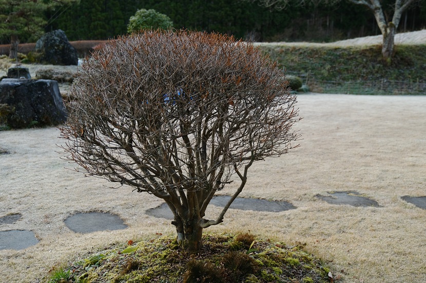 日本庭園の植木の写真