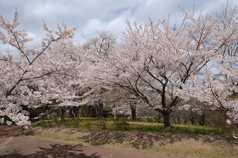 松島多聞山の春の桜