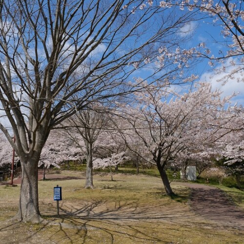 多聞山の桜の写真