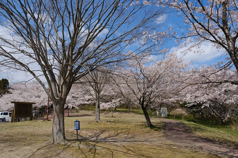 多聞山の桜の写真