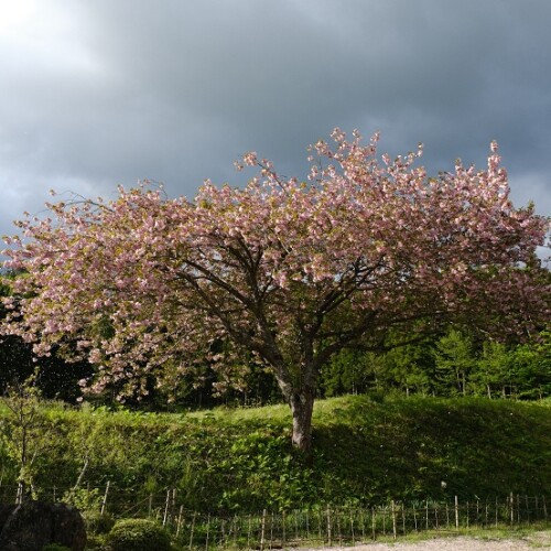 x-pro3で撮影の庭の山桜