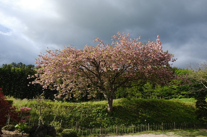 x-pro3で撮影の庭の山桜