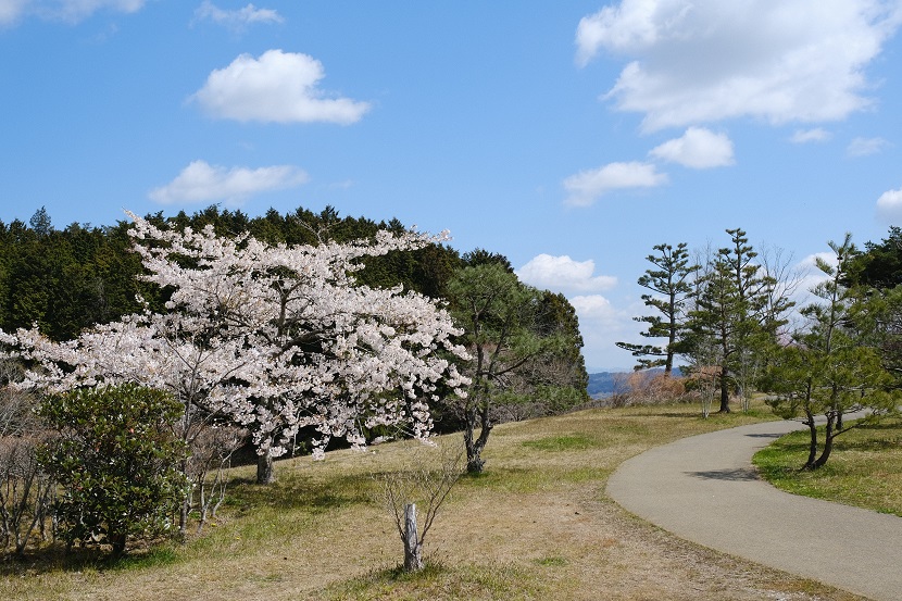 x-pro3で撮影の西行戻しの松公園の桜の写真
