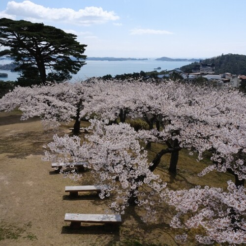 x-pro3で撮影の西行戻しの松公園の桜の写真