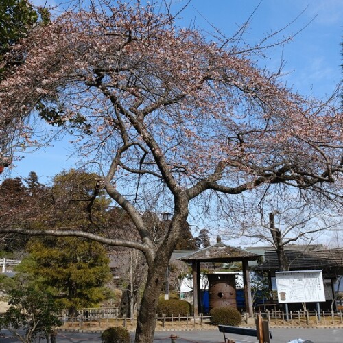 塩釜神社境内内の早桜の写真