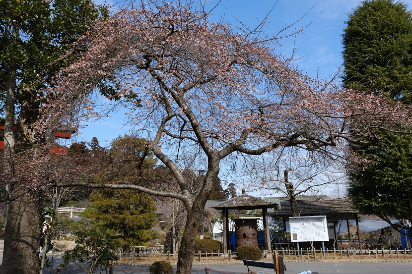 塩釜神社境内内の早桜の写真