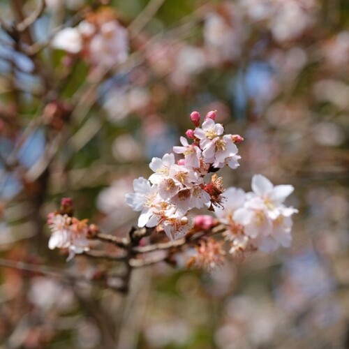 塩釜神社境内内の桜の花の写