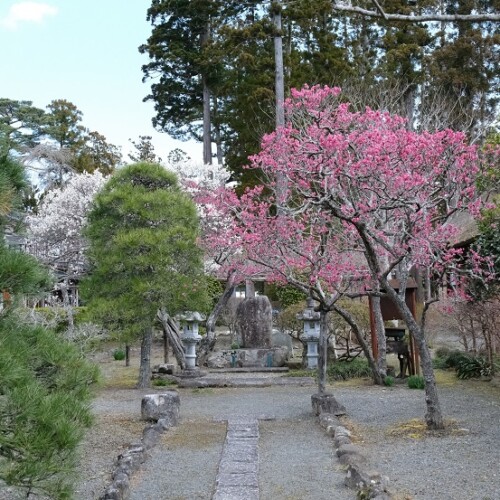 x-pro3で撮影の松島円通院の前の桜の写真