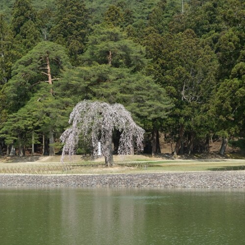 毛越寺大泉が池の枝垂れ桜