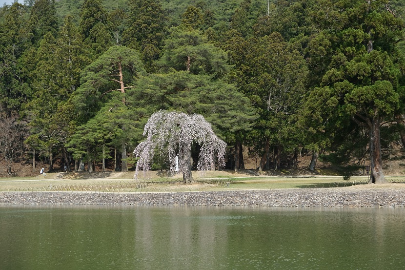 毛越寺大泉が池の枝垂れ桜