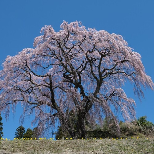 三春の滝桜の写真