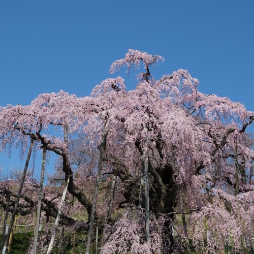 福島県三春の滝桜の写真