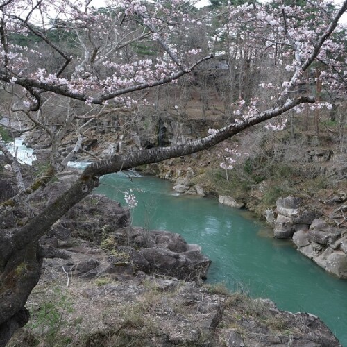 厳美渓の桜の写真