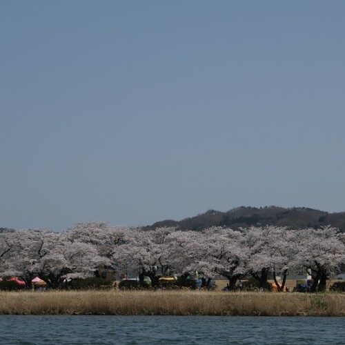 展勝地の桜の写真