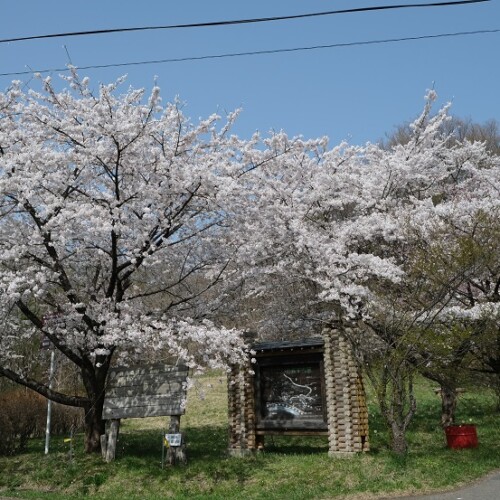 展勝地の桜の写真