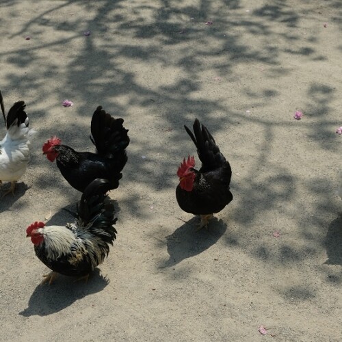 大崎八幡宮の鶏の写真