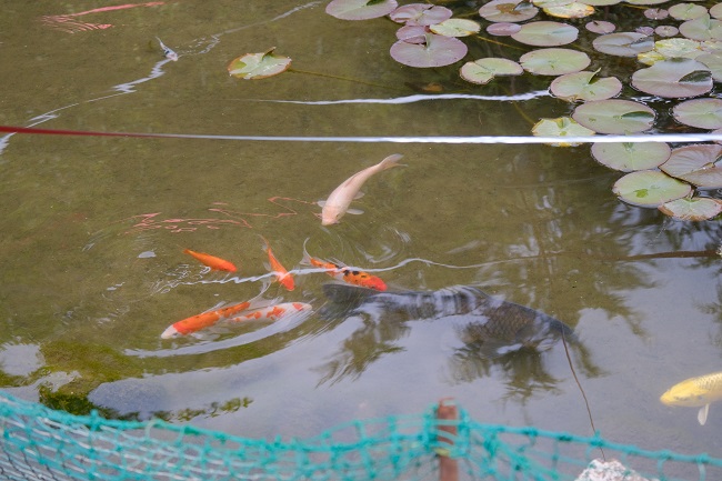 錦鯉を池で飼育している写真