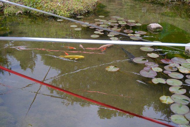 錦鯉を池で飼育している写真