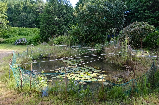 鯉を飼育している池の全景