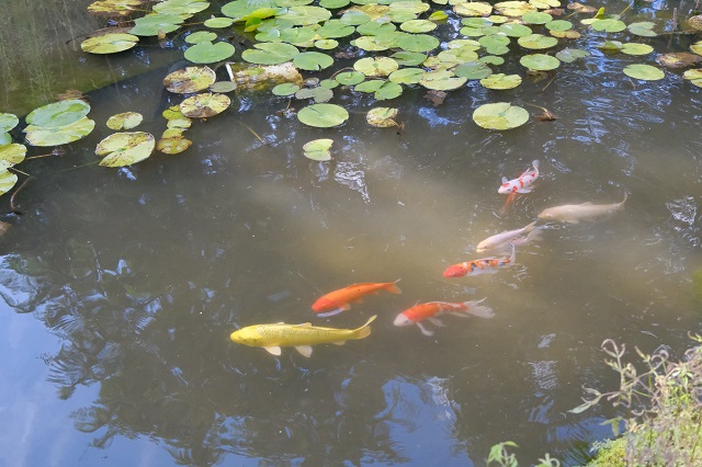鯉の池での飼育の写真