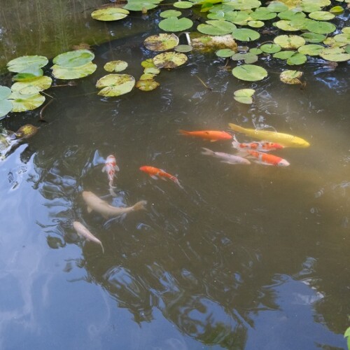 鯉の池での飼育の写真