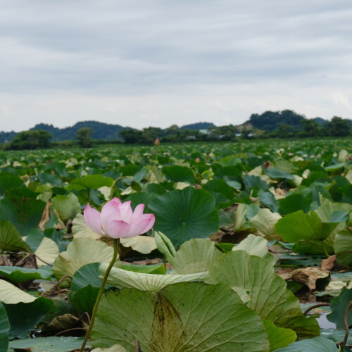 宮城県伊豆沼のハスの写真