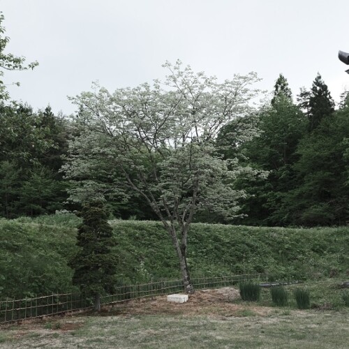 自宅庭の槐の木の春の写真