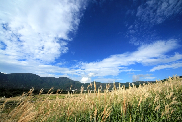 仙石原高原のススキの写真