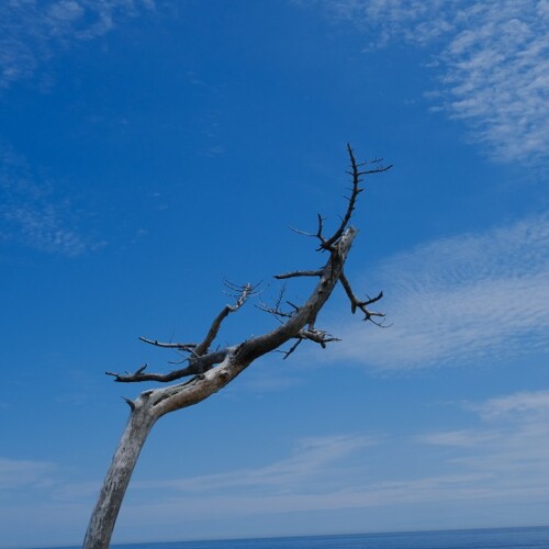 唐桑半島巨釜半造の夏の風景写真