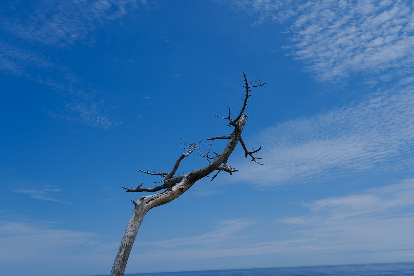 唐桑半島巨釜半造の夏の風景写真