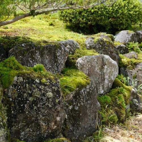 自宅庭のコケと岩の写真