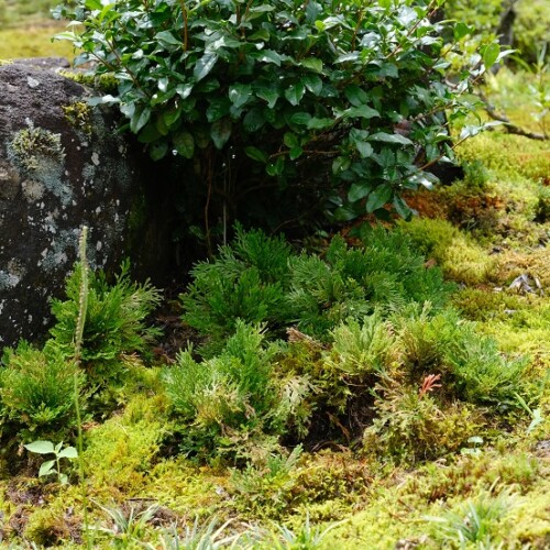庭のイワヒバの7月の風景写真