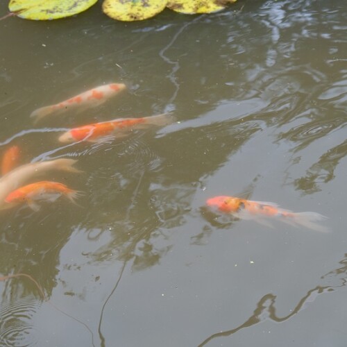 自宅の池の鯉の写真