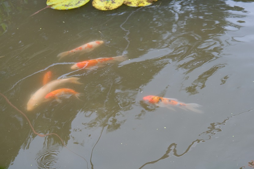 自宅の池の鯉の写真