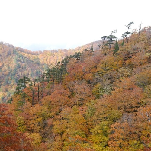 栗駒山須川側の紅葉の写真