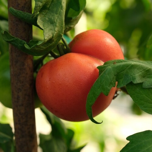 栽培中のトマトの写真