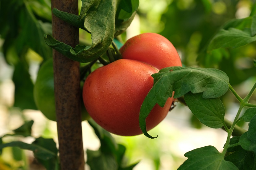 栽培中のトマトの写真