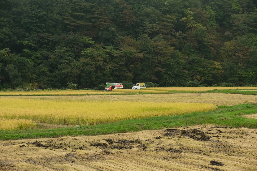 稲刈りの風景写真