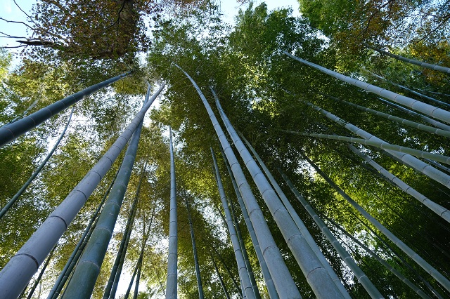 英勝寺の竹林の写真