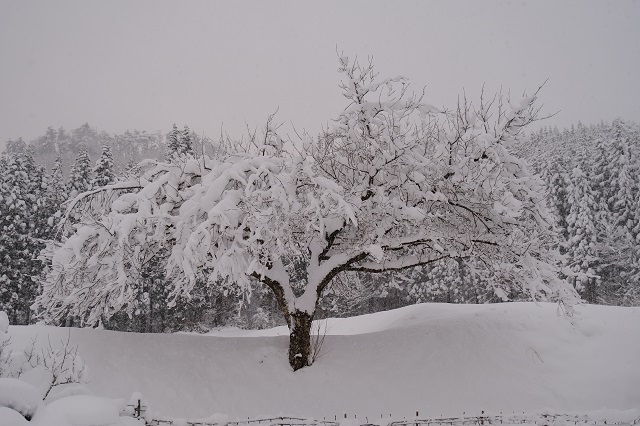 （2021年冬の庭の雪の写真）