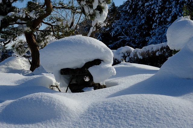 庭の雪の写真