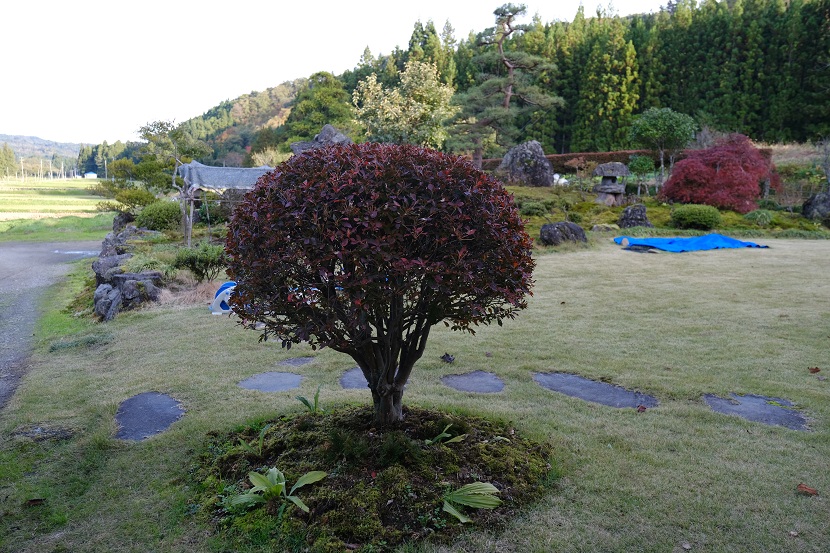 10月の我が家の庭の風景写真
